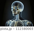 人体骨格透過図モデル002 112380003