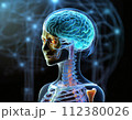 人体透過図カラー002 112380026