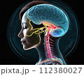 人体透過図カラー001 112380027