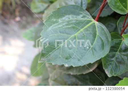 A close-up view of Hibiscus rosa-sinensis leaf A close-up view of Hibiscus rosa-sinensis leaf 112380054