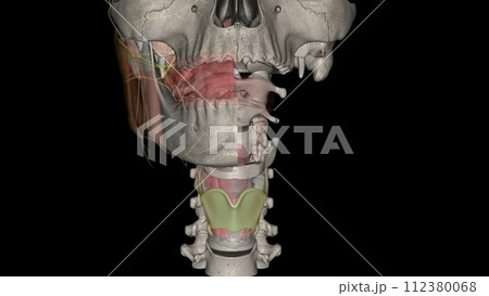 The thyrohyoid membrane (or hyothyroid membrane) is a broad, fibro-elastic sheet of the larynx 112380068