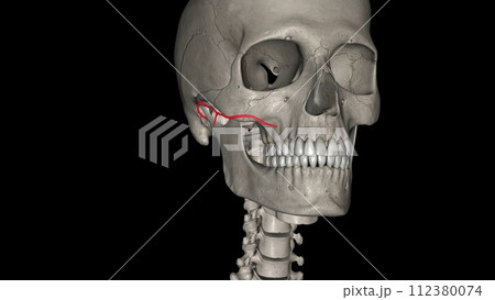 The transverse facial artery (TFA) is a branch of the superficial temporal artery that perfuses the lateral face 112380074