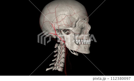 The popliteal artery is one of the major arteries of the leg. It is a continuation of the femoral artery 112380097