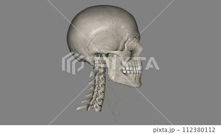 The lymphatic drainage of the head and neck is unique The lymphatic drainage of the head and neck is unique 112380112