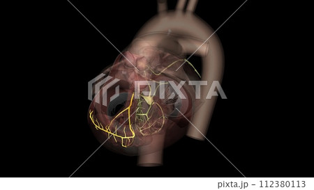 The bundle branches are a part of the electrical system of the heart The bundle branches are a part of the electrical system of the heart 112380113