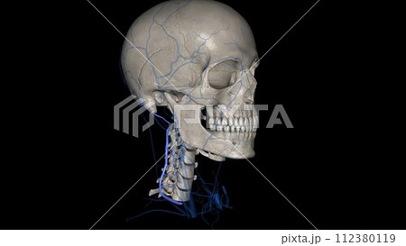 The deep cervical vein accompanies its artery between the Semispinales capitis and colli. 112380119