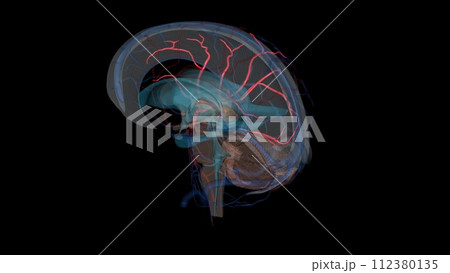 Middle cerebral artery. is the largest branch and the second terminal branch of internal carotid artery Middle cerebral artery. is the largest branch and the second terminal branch of internal carotid artery 112380135