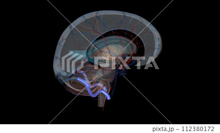 The sigmoid sinus is a paired intracranial venous channel 112380172