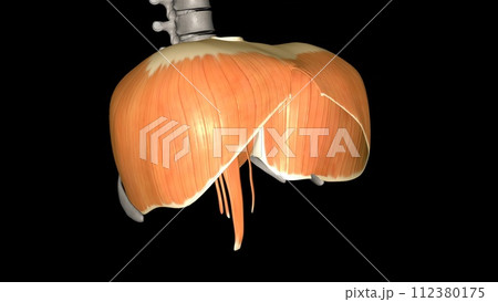 The diaphragm is a muscle that helps you inhale and exhale 112380175