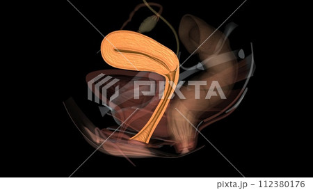 The vagina connects with the uterus, or womb, at the cervix 112380176