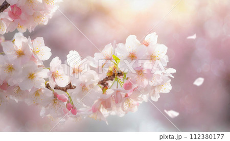 満開の桜と花びら（AI生成画像） 112380177