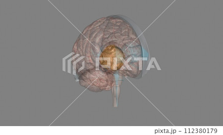 The forebrain structures include the caudate nucleus, the putamen, the nucleus accumbens and the globus pallidus 112380179