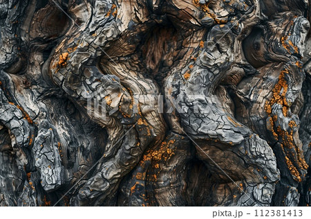 tree bark close-up tree bark close-up 112381413