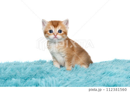 Scottish kitten with blue eyes age 1 month Scottish kitten with blue eyes age 1 month 112381560