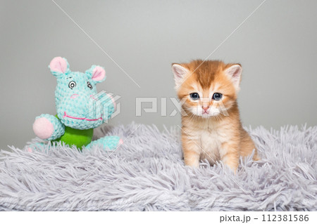 Scottish kitten with blue eyes on a gray background Scottish kitten with blue eyes on a gray background 112381586