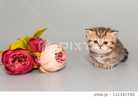 Small Scottish short-legged kitten and flowers Small Scottish short-legged kitten and flowers 112381590