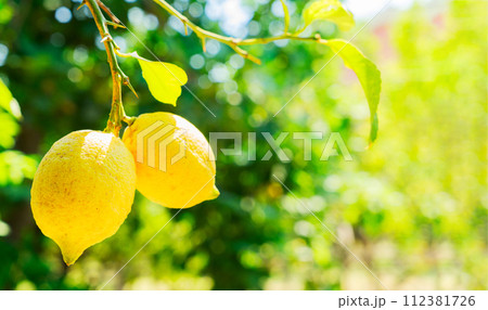 Lemon garden of Sorrento 112381726