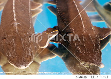 Big gray catfish in aquarium close up Big gray catfish in aquarium close up 112382291