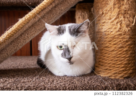 Cute one eyed cat at home, closeup Cute one eyed cat at home, closeup 112382326