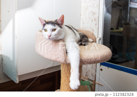 Funny White Kitten at home, portrait closeup 112382328