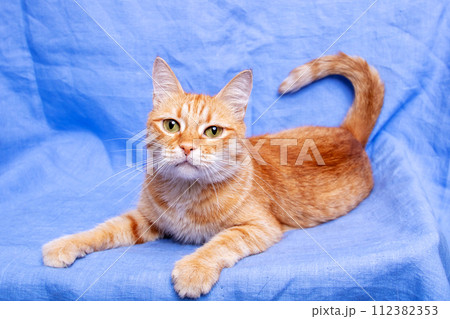 Ginger cat lying on blue background closeup Ginger cat lying on blue background closeup 112382353