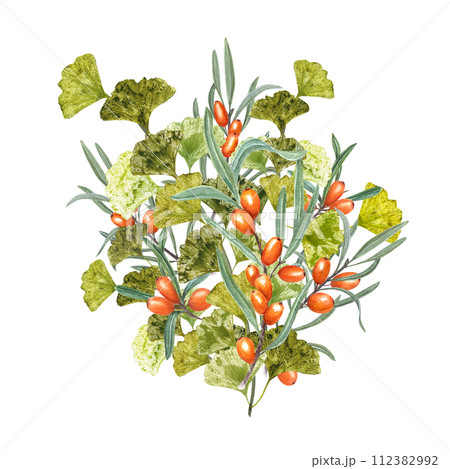 Gingko Branch and Juicy Sea Buckthorn. Bouquet with ripe orange berries and green leaves. Biloba, Thorn. Watercolor illustration for the design of invitation, greetings, advertising posters Gingko Branch and Juicy Sea Buckthorn. Bouquet with ripe orange berries and green leaves. Biloba, Thorn. Watercolor illustration for the design of invitation, greetings, advertising posters 112382992