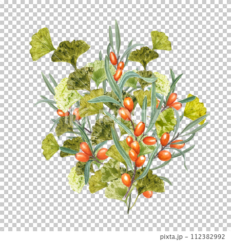 Gingko Branch and Juicy Sea Buckthorn. Bouquet with ripe orange berries and green leaves. Biloba, Thorn. Watercolor illustration for the design of invitation, greetings, advertising posters 112382992