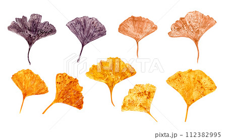 Design modern leaf imprint of biloba. Leaves in golden, brown colors. Gingko leaf. Ginkgo, palm, dry abstract fan leaves. Watercolor illustration of leaf silhouettes. For graphic decor, wedding Design modern leaf imprint of biloba. Leaves in golden, brown colors. Gingko leaf. Ginkgo, palm, dry abstract fan leaves. Watercolor illustration of leaf silhouettes. For graphic decor, wedding 112382995