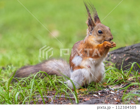 Close-up Portrait of Squirrel. Squirrel eats a nut while sitting in green grass. 112384505