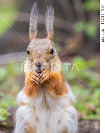 Squirrel eats a nut while sitting in green grass. Eurasian red squirrel, Sciurus vulgaris 112384510