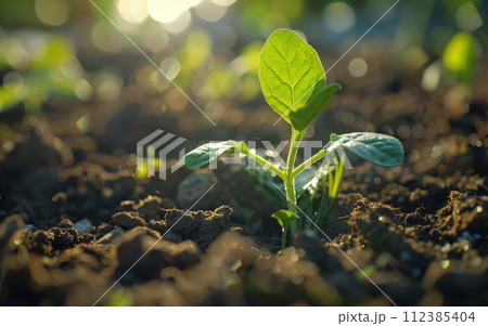 Sprouting Seedling in Soil: A close-up view of a young seedling sprouting from the soil, with the sun shining from behind. Sprouting Seedling in Soil: A close-up view of a young seedling sprouting from the soil, with the sun shining from behind. 112385404