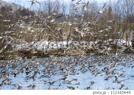 窪田水辺の楽校に集まるカモ 112385649