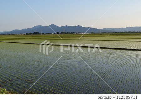 田植え直後の水田風景 田植え直後の水田風景 112385711