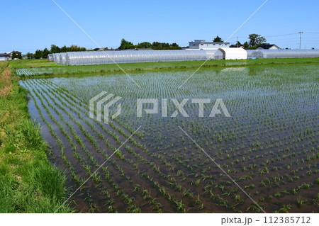 田植え直後の水田風景 田植え直後の水田風景 112385712