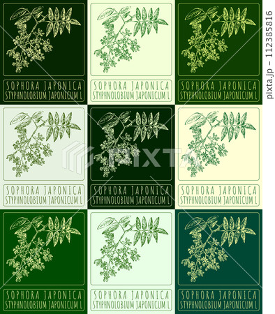 Set of vector drawing SOPHORA JAPONICA in various colors. Hand drawn illustration. The Latin name is STYPHNOLOBIUM JAPONICUM L. Set of vector drawing SOPHORA JAPONICA in various colors. Hand drawn illustration. The Latin name is STYPHNOLOBIUM JAPONICUM L. 112385816
