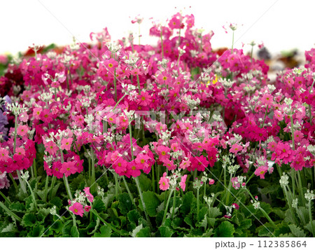 プリムラ　マラコイデスの花苗 112385864
