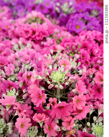 プリムラ　マラコイデスの花苗 112385866