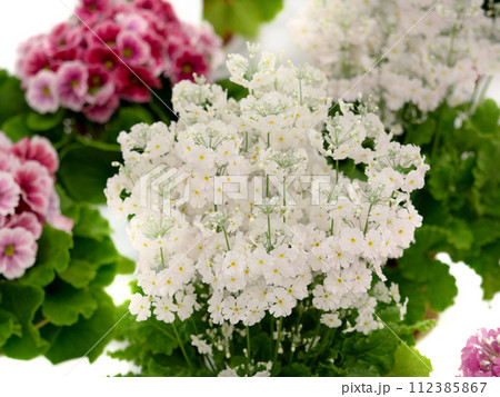 鉢植えのプリムラ・マラコイデス 鉢植えのプリムラ・マラコイデス 112385867