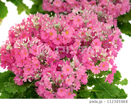 鉢植えのプリムラ・マラコイデス 鉢植えのプリムラ・マラコイデス 112385868