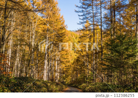 野麦峠周辺のカラマツ林・秋【長野県道・岐阜県道39号奈川野麦高根線】 112386255