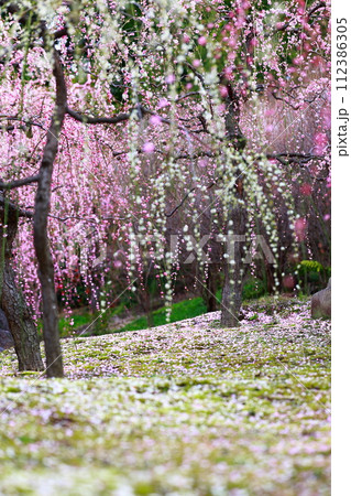 城南宮楽神苑、梅の花弁に包まれた地面を覆う紅梅の花びら 112386305