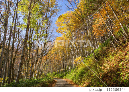 野麦峠周辺の紅葉【長野県道・岐阜県道39号奈川野麦高根線】 112386344
