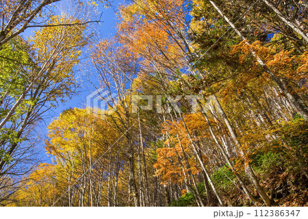 野麦峠周辺の紅葉【長野県道・岐阜県道39号奈川野麦高根線】 112386347