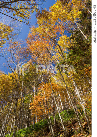 野麦峠周辺の紅葉【長野県道・岐阜県道39号奈川野麦高根線】 112386348
