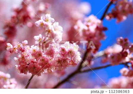 満開の川津桜 112386363