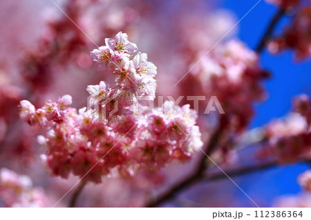 満開の川津桜 112386364