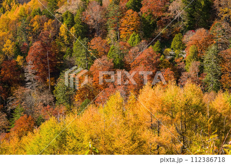 野麦峠周辺の鮮やかな紅葉 112386718