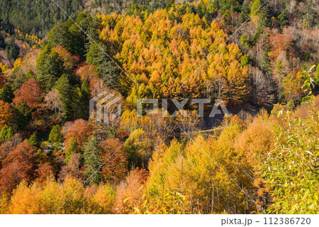 野麦峠周辺の鮮やかな紅葉 112386720