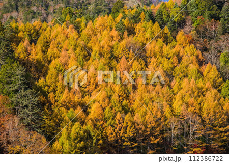 野麦峠周辺のカラマツの鮮やかな紅葉 野麦峠周辺のカラマツの鮮やかな紅葉 112386722