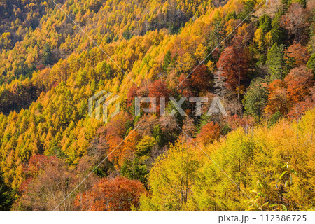 野麦峠周辺の鮮やかな紅葉 112386725